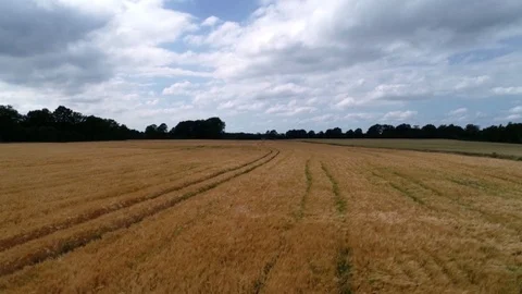 Aerial view of Cornfields landscape shot Video stock 91854691