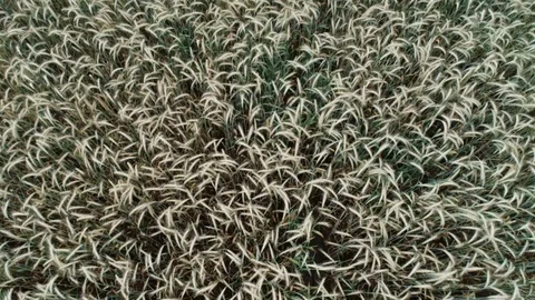 Aerial view of Cornfields landscape shot Video stock 91857217