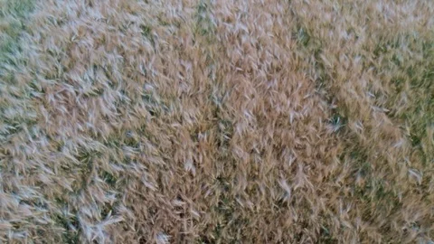 Aerial view of Cornfields landscape shot Video stock 91857295