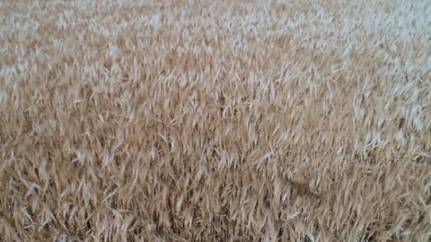Aerial view of Cornfields landscape shot Video stock 91857656
