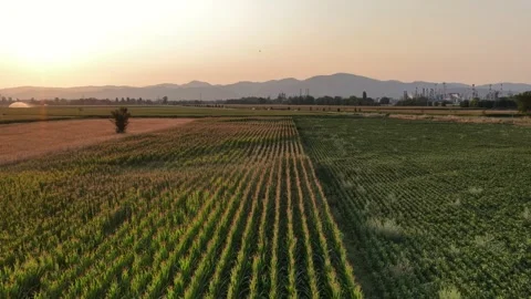 Aerial view of cornfields at sunset in Bantzenheim, France. 動画素材 341418364