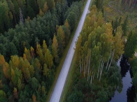 Aerial view country road in autumn forest. Stock Footage