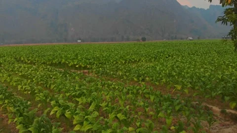 Aerial view of countryside fields and mountains at sunset, Laos. Stock Footage 284826915