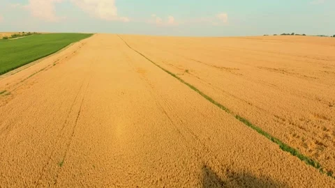 Aerial view of countryside fields on sunny summer day Vidéo 201616741