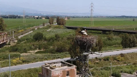 Aerial view of a couple of storks in their nest Stock Footage 106919540