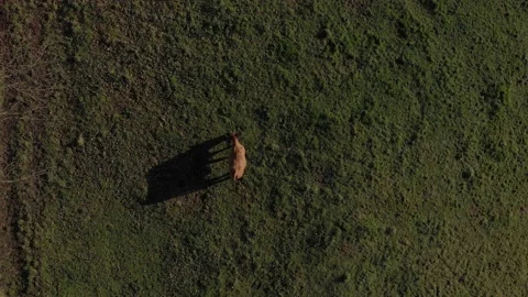 Aerial view of  a cow Stockbeeldmateriaal 137080775