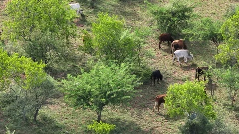 Aerial view, cows and cattle grazing in the bushveld , acacia and bushwillo.. Stock Footage 323418252