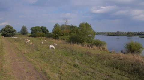 Aerial view of cows and meadows in National Park The Biesbosch. 스톡 동영상 49838363