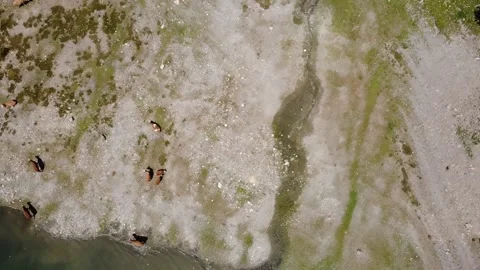 Aerial View of Cows and Pristine Nature in the Austrian Alps Near Koenigsle.. Stock Footage 333627562