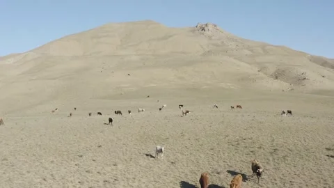 Aerial view of Cows are walking on the Gray Caucasian Mountains Stock Footage 254459011