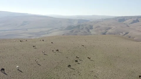 Aerial view of Cows are walking on the Gray Caucasian Mountains Stock Footage 254459012