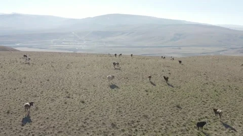 Aerial view of Cows are walking on the Gray Caucasian Mountains Stock Footage 254459016