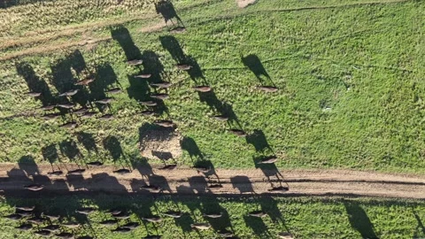 Aerial View of Cows Being Herded on a Farm with Quad Bike in Motion 스톡 동영상 304852056