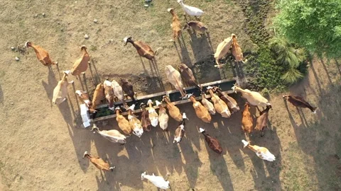 Aerial view of cows drinking from trough Stock Footage 294027802