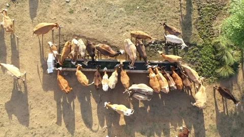 Aerial view of cows drinking from trough Stock Footage 294028028
