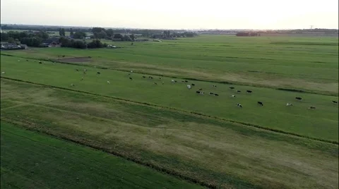 Aerial view of cows in field Stock Footage 60696179