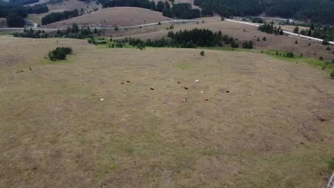 Aerial View of cows on a field Stock Footage 289221746