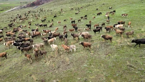 Aerial view cows Stock Footage 241116030