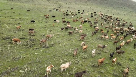 Aerial view cows Stock Footage 241116245