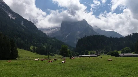 Aerial view of cows grazing in alpine valley with cloudy mountains Stock Footage 317723014