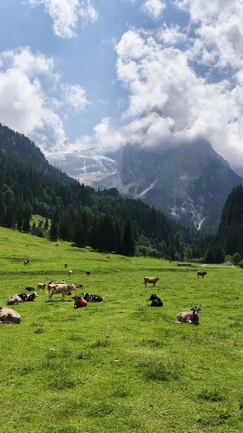 Aerial view of cows grazing in an alpine pasture Stock Footage 317952910