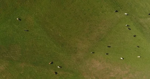 Aerial View of Cows Grazing on Farm Video stock 123745145