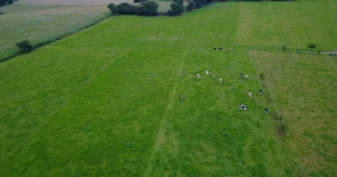 Aerial view of cows grazing Stock Footage 84879879
