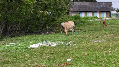 Aerial view of cows grazing grass beside scattered rubbish Stock-Footage 332211367