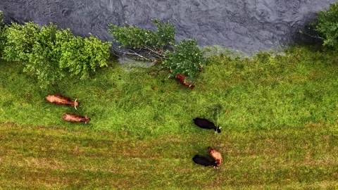 Aerial view of cows grazing in a green meadow next to a river in rural Norway Stock Footage 341540344