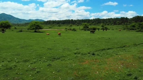 Aerial view of cows grazing in a green pasture Stock Footage 344955821