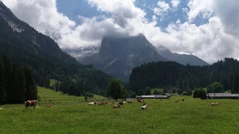 Aerial view of cows grazing in an idyllic alpine valley Stock Footage 317722984