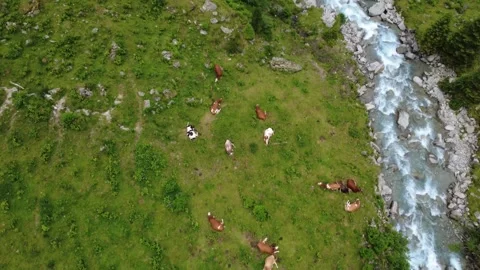Aerial View of Cows Grazing by a Mountain River in the Austrian Alps During.. Stock Footage 317626188