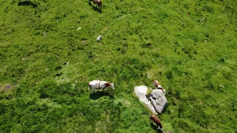 Aerial View of Cows Grazing Peacefully on a Lush Green Pasture in the Austr.. Stock Footage 316394530
