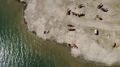 Aerial View of Cows Grazing by a Serene Mountain Lake in the Austrian Alps. Stock Footage 330482591