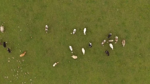 Aerial view of cows on green pasture in spring - germany Stock Footage