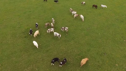 Aerial view of cows on green pasture in spring - germany Stock Footage 75443080