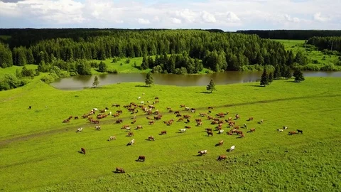 Aerial view of cows on green pasture in Switzerland Stock Footage