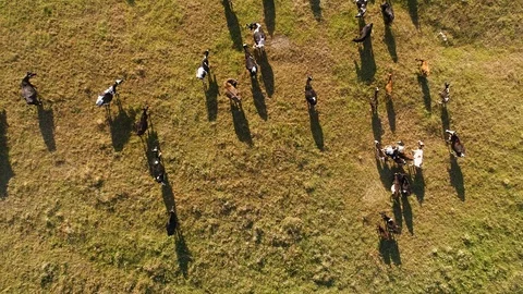 Aerial view of cows herd grazing on pasture field, top view drone pov Видео 95951179