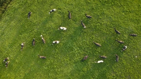 Aerial view of cows herd grazing on pasture. Cows are used for dairy production Video stock 115474502