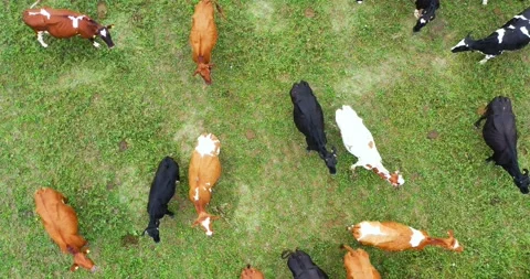 Aerial view of cows herd grazing on pasture field, top view drone pov Stock Footage