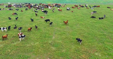 Aerial view of cows herd grazing on pasture field, top view drone pov Vidéo 117122706