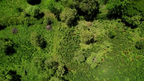 Aerial View Of Cows Herd Grazing On Pasture Field, into the forest Stock Footage 272825480