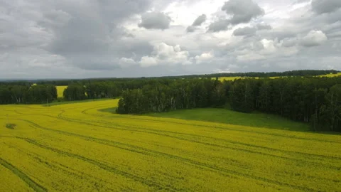Aerial view of cows in a herd on a green pasture with cloudy blue sky in the Stock Footage 112610344