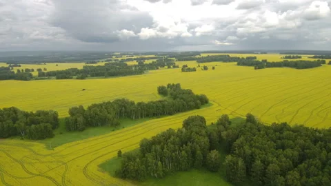 Aerial view of cows in a herd on a green pasture with cloudy blue sky in the Stock Footage 112613293