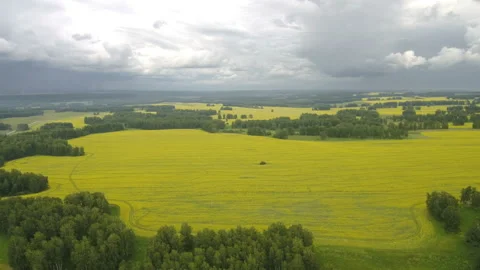 Aerial view of cows in a herd on a green pasture with cloudy blue sky in the Stock Footage 112615429