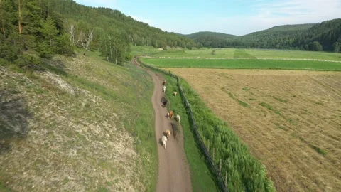 Aerial view of cows herd running along the rural road Видео 259842440