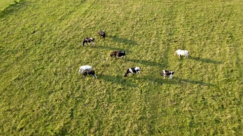 Aerial view of cows herd walking on green meadow during summer sunrise Stock Footage 210781766