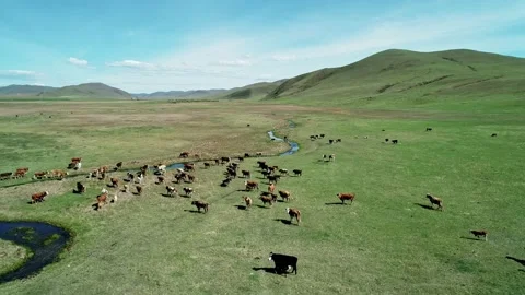 Aerial view of cows herding and slowly walking on green meadow. Beautiful sunny Stock Footage 187068837