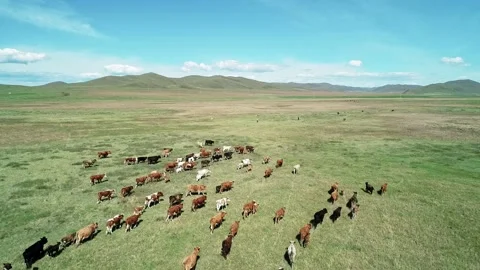 Aerial view of cows herding and slowly walking on green meadow. Beautiful sunny Stock-Footage 187069255