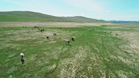 Aerial view of cows herding and slowly walking on green meadow. Beautiful sunny Stock-Footage 187069760